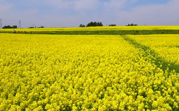 菜の花まつり